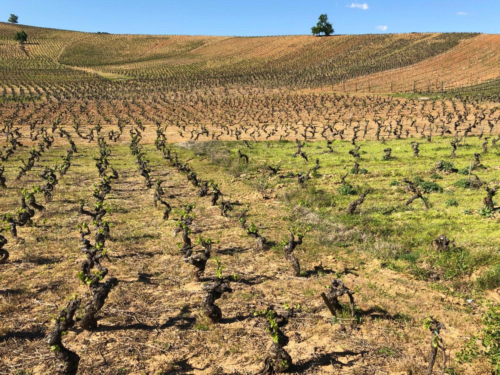 Boutique Finca Esencial Villafranca Del Bierzo Eksteriør billede