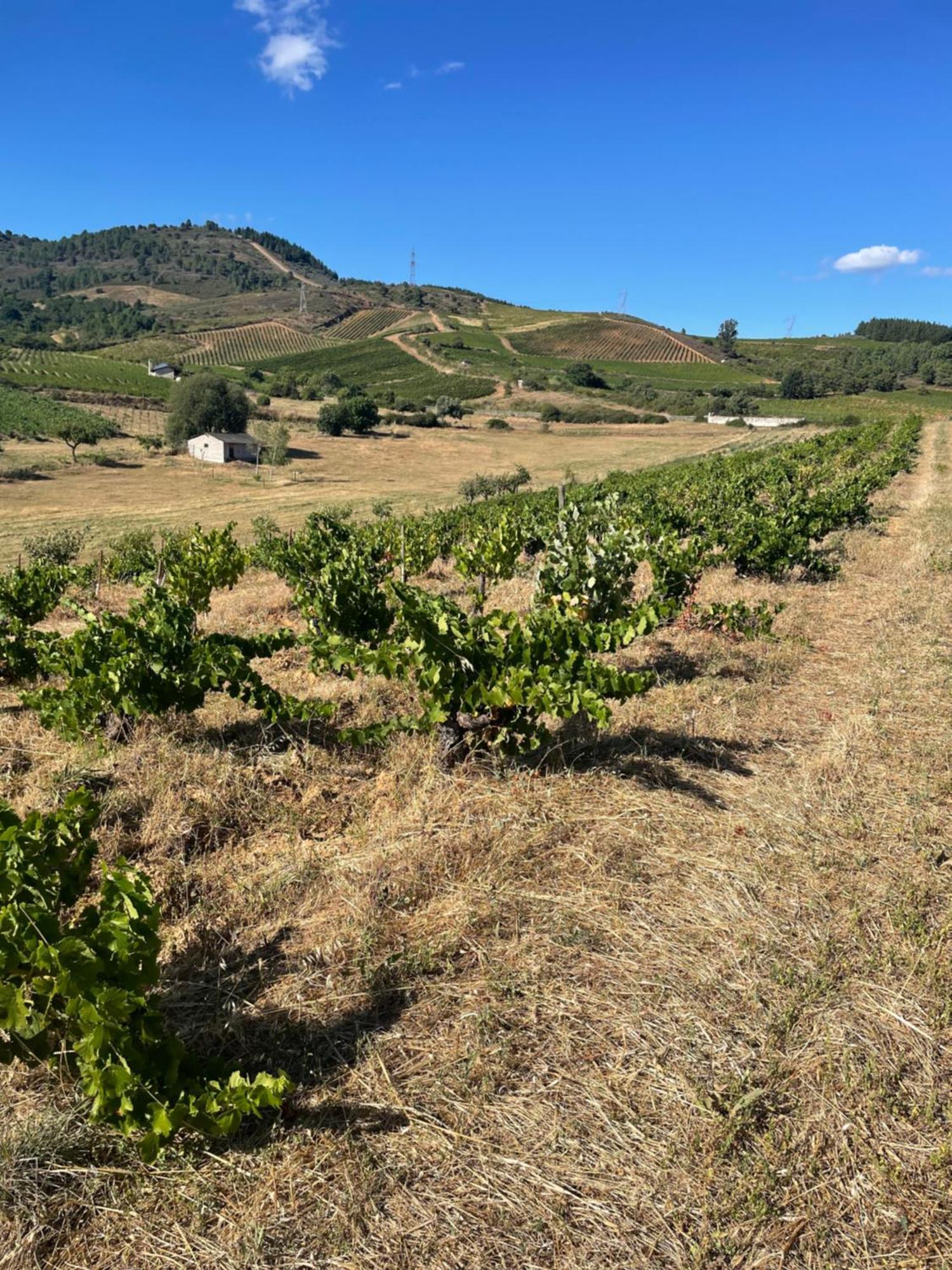 Boutique Finca Esencial Villafranca Del Bierzo Eksteriør billede